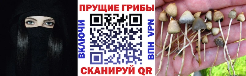 Галлюциногенные грибы GOLDEN TEACHER Приозерск